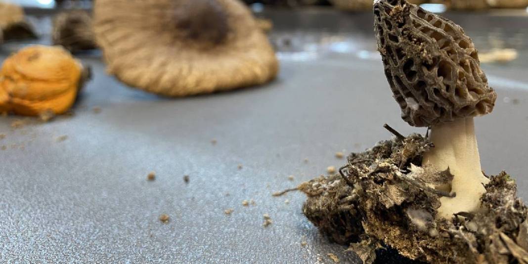 ‘Doğanın altını’ yok satıyor: Üretici hasattan sonra talebe yetişemiyor 5